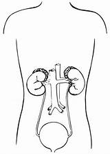 Urinary Coloring sketch template