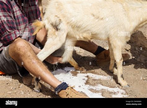 Farmer Emptying Goat S Udder To Make Walking And Grazing More