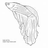 Fish Betta Coloring Color Drawings Pages Line Beta Drawing Sketch Own Fighting Tattoo Siamese Printable Mr Draw Tropical Designlooter Ode sketch template