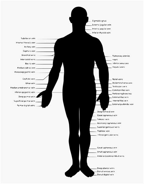 human body outline svg transparent png