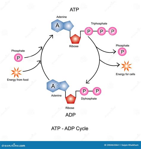 atp adp cyclus vector illustratie illustration  menselijk