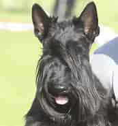 Billedresultat for World Dansk Fritid Husdyr hunde Racer Terriere Skotsk terrier. størrelse: 173 x 185. Kilde: www.dkk.dk