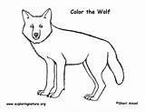 Wolf Coloring Timber Gray Pdf Printing Exploringnature sketch template