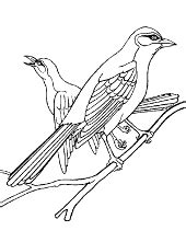 bird coloring pages  print topcoloringpagesnet