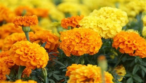 menanam  merawat tanaman bunga marigold  rumah  cepat