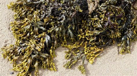 seaweed  modern day superfood    talking