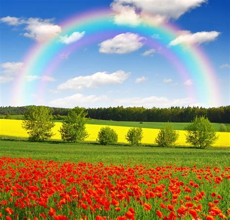 rainbow above the spring landscape with red poppy field wall mural