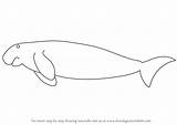 Dugong Draw Drawing Sea Animals Water Step Tutorials Drawingtutorials101 sketch template