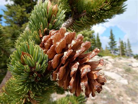 species  pines    world