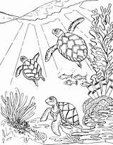 Turtles Tortugas Tortoise Tortuga Coloringbay Marinas Nadando sketch template