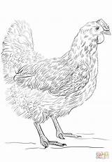 Coloring Chicken Pages Hen Printable Para Gallinas Gallina Colorear Dibujo Dibujos Imprimir Drawing Sketch Gallo Con Animales Comments sketch template