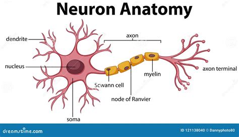 neuron stock illustration cartoondealercom