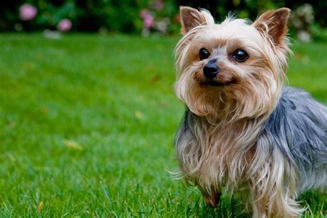 yorkshire terrier energetic  affectionate yorkshire terrier dog yorkshire terrier