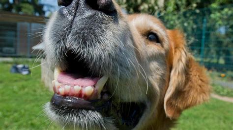 tipps fuer tierhalter schwellungen im gesicht hund kann zahnschmerzen