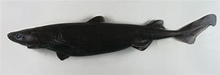 Afbeeldingsresultaten voor "etmopterus Princeps". Grootte: 311 x 106. Bron: www.sharkwater.com
