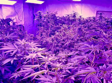 led grow lights  marijuana money warranties extracts