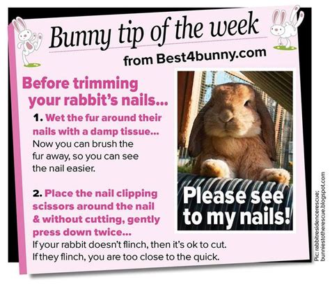bunny tip of the week to help with trimming their nails