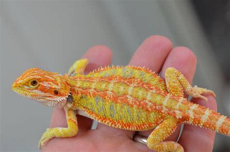 bearded dragon breeders  color lovers
