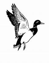 Duck Mallard Clipart Flying Clip Hunting Coloring Pages Drake Waterfowl Cliparts Logo Library Birds Bird Camouflage Panda Wood Wikiclipart Use sketch template