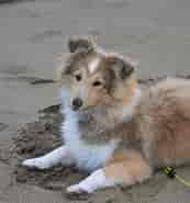 Billedresultat for World Dansk Fritid husdyr Hunde racer Hyrde- og Kvæghunde Shetland sheepdog. størrelse: 173 x 185. Kilde: muy.dk