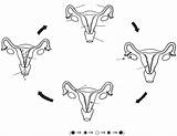 Ciclo Hedhi Mzunguko Menstrual Mwezi Kila Hesperian Regla Mulheres Mensal Wakati Guides Revestimento útero Sangramento Desfaz Mwanamke sketch template