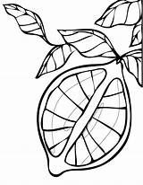 Coloring Lemon Pages Tree Clip Ink Clipart Cliparts Color Pen Printable Family Quill Creative Clipartpanda Lemons 2009 Limes Lemonade Omalovánky sketch template