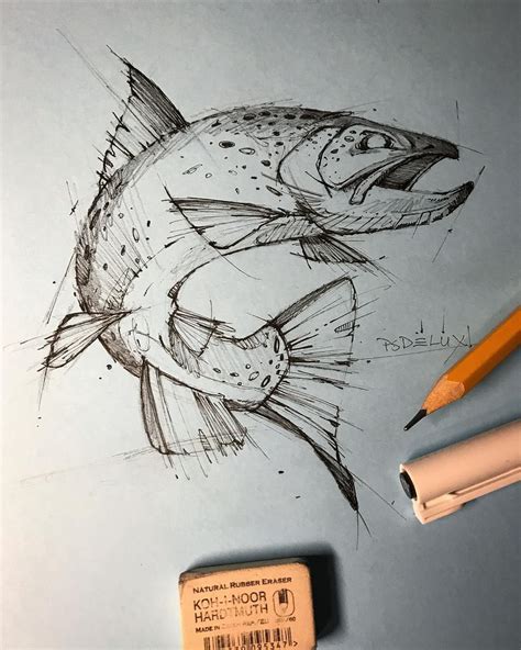 fisch von oben zeichnen fischlexikon