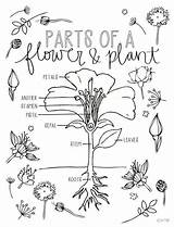 Coloring Science Pages Parts Plant Cycle Nature Flower Edition 5th Etsy Kids Journal Worksheets Classical Sold Life Choose Board Instruction sketch template