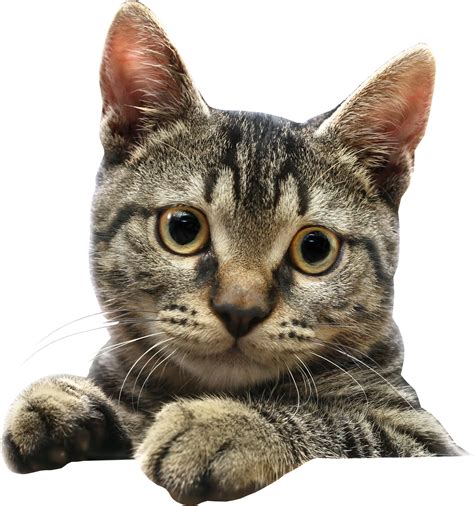 aesthetic cat png images kpng