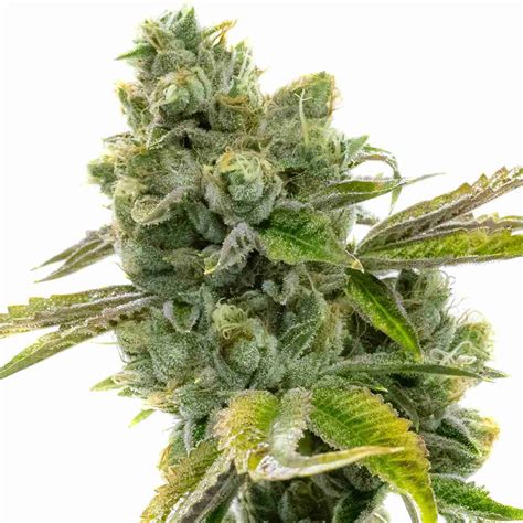 buy diesel autoflower marijuana seeds hmg original strain