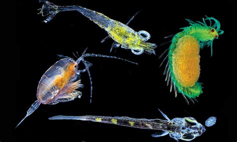microscopic magic  plankton environment news newslocker