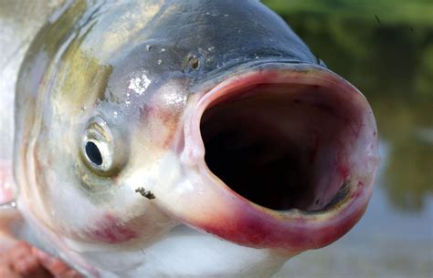 invasive silver carp fish   texas waters