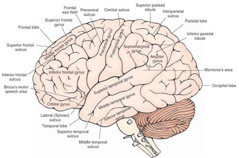 brain diagram labeled