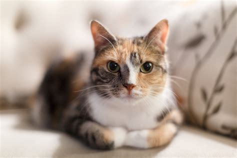 photo calico cat kitten young whiskers   jooinn