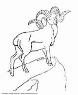 Horns Ram Coloring Pages Template Wild sketch template
