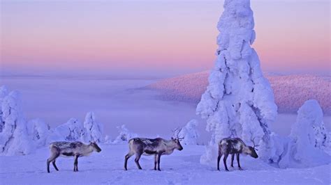 Lapland Finland Hd Wallpaper Background Image