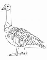 Goose Coloring Pages Canada Geese Goosebumps Slappy Barren Drawing Color Baby Printable Canadian Getcolorings Birds Kids Getdrawings Library Clipart Popular sketch template