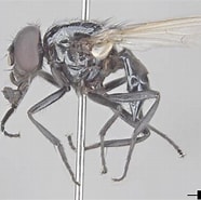 Afbeeldingsresultaten voor "hyperia Spinigera". Grootte: 186 x 185. Bron: www.insectimages.org