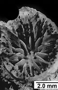 Afbeeldingsresultaten voor "colangia Immersa". Grootte: 120 x 185. Bron: www.marinespecies.org