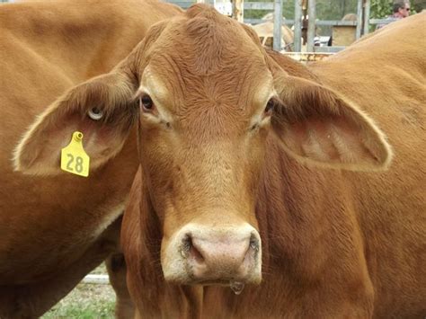 sex with a cow shocking case hits court sunshine coast daily