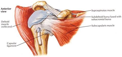 Pin On Anatomy For Massage