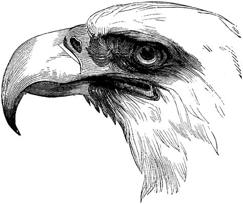 coloring pages  eagles coloring pages