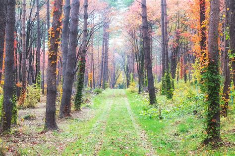 japanese forest   autumn  stocksy contributor jason hill