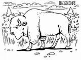 Bison Elephants sketch template