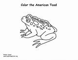 Toad Coloring American Sponsors Wonderful Support Please sketch template