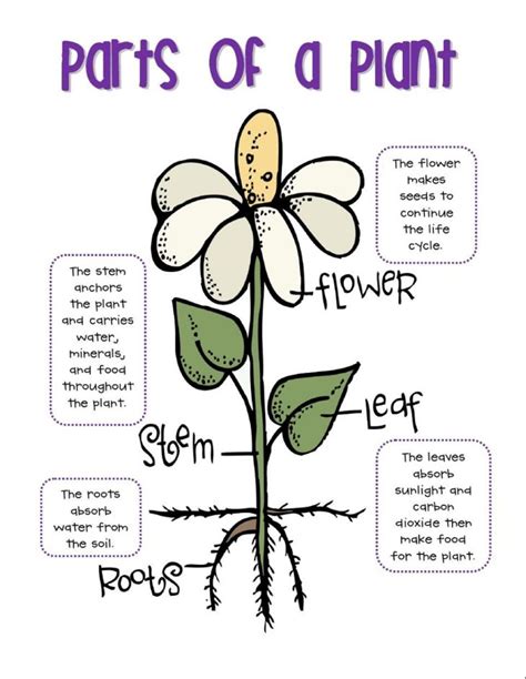 printable parts   plant diagrams  diagrams