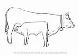 Cow Calf sketch template