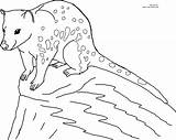 Quoll Coloring Pages Animal Color Printable Choose Board Cartoon Kids sketch template