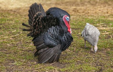 norfolk black turkey facts characteristics pet keen