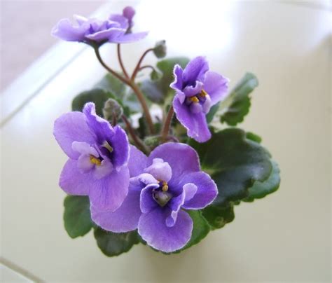 mini minx african violets flower  saintpaulia
